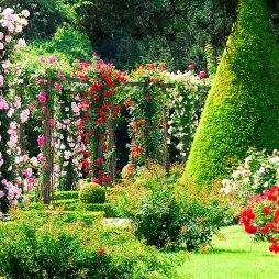 jardin